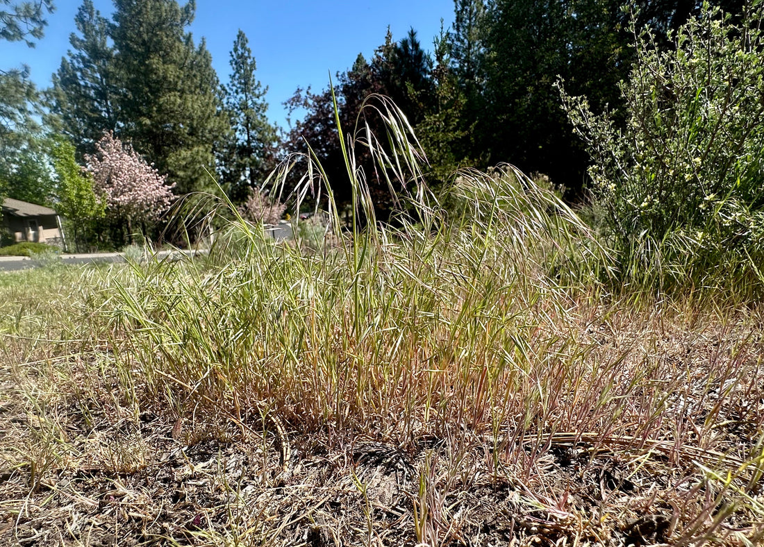 Battle for Bend: Kicking Cheatgrass to the Curb (and Other Pesky Invaders Too!)