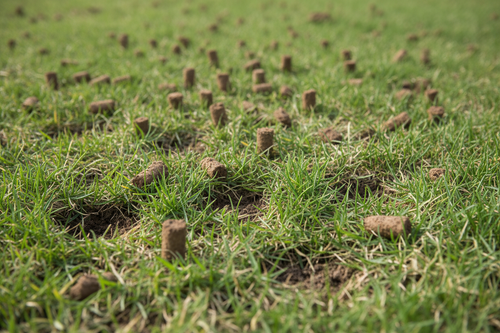Close up of lawn that was just aerated